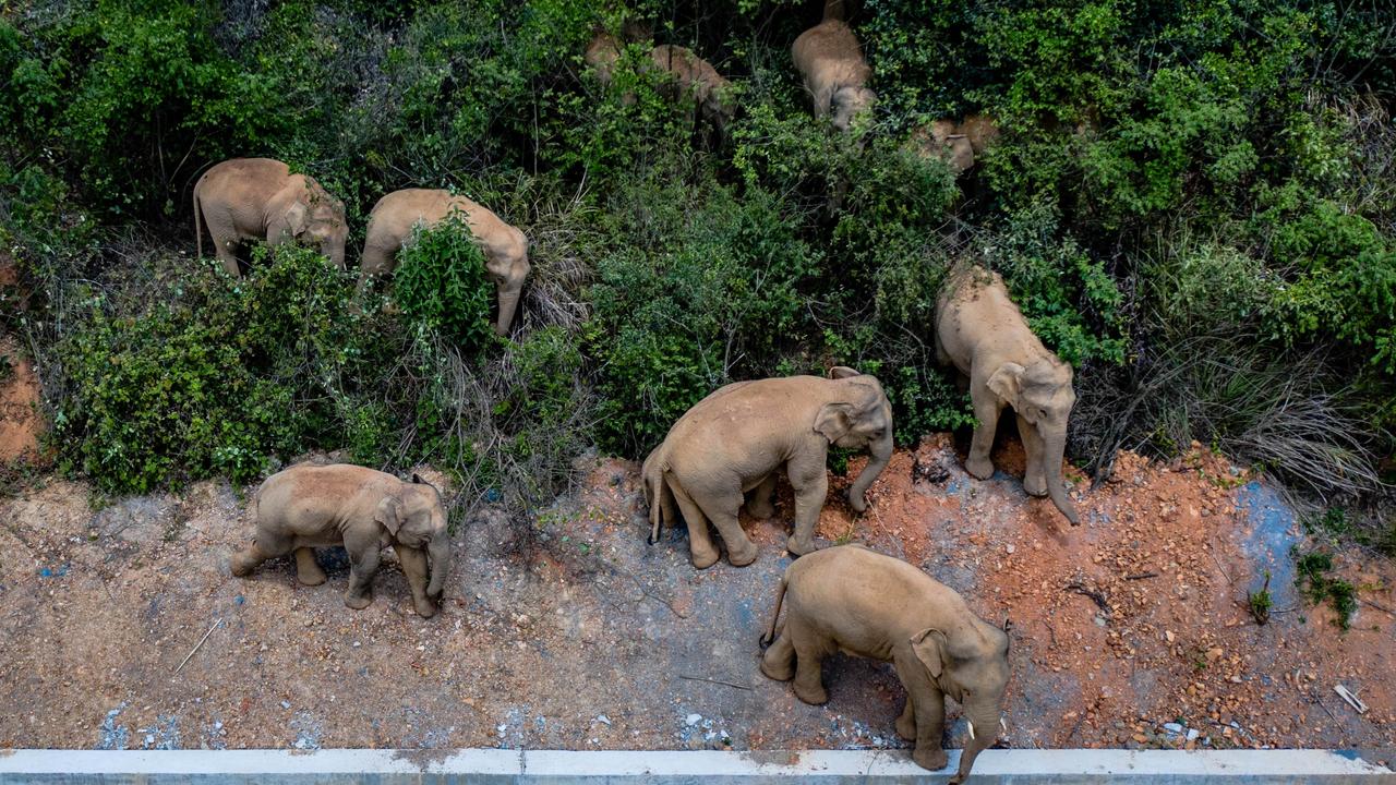 The migrating herd has already travelled 500km from their home in a wildlife reserve in mountainous southwest Yunnan province to the outskirts of the provincial capital of Kunming. Picture: Getty Images