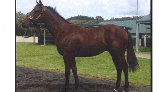 A Magic Millions yearling bought by high-profile Gold Coasters including Mayor Tom Tate, Manpower founder Billy Cross, restaurateur Simon Gloftis, Hans Torv and brother Luke and Andrew Henderson plus some others. They are calling it GoGoldCoast to promote the city.