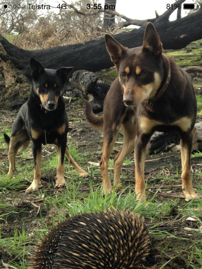 Mack and Rolly having a prickly encounter in Springfield, Vic. Picture: James Clement