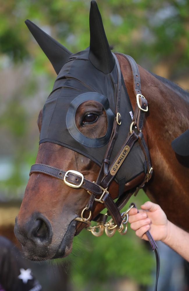 Moonee Valley trackwork with Winx, before Saturday's 2018 Cox Plate. Picture: Alex Coppel