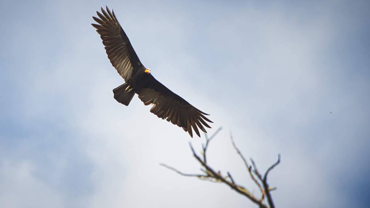 PEC’s Raptor confirmed as IAC REE project | Daily Telegraph