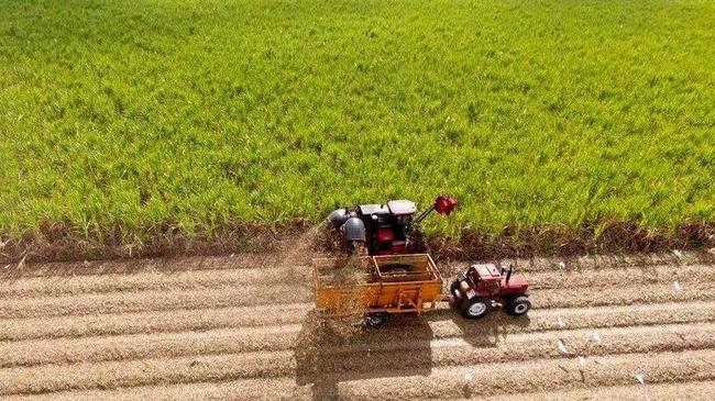 BIG CHANGE: Growers are torn as changes loom for Mackay Sugar. Picture: Contributed