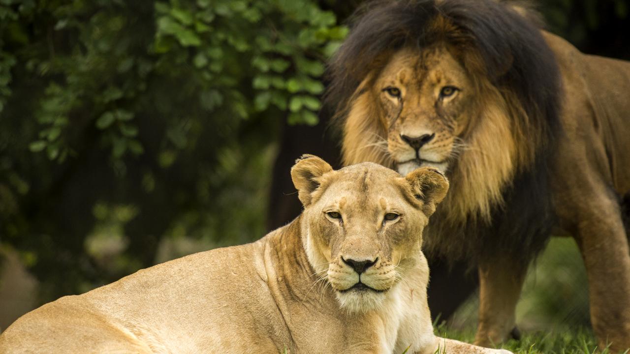 Adelaide Zoo has announced the death of its African lion pair – male Mujambi, who was 19, and female Amani, 23. Picture: Adrian Mann