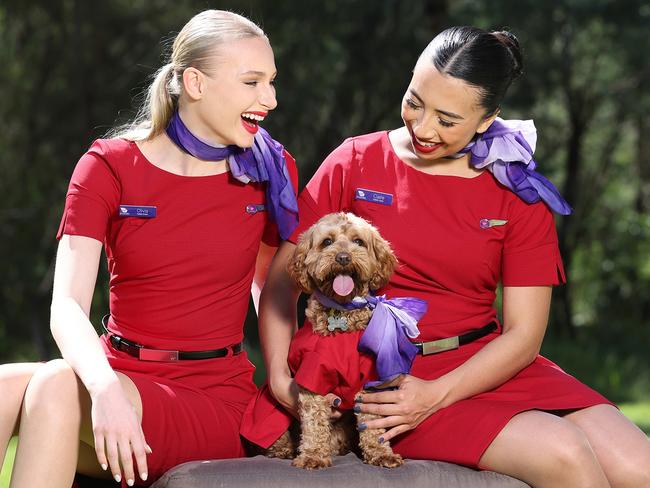 All aboard as Virgin gears for pets in cabins