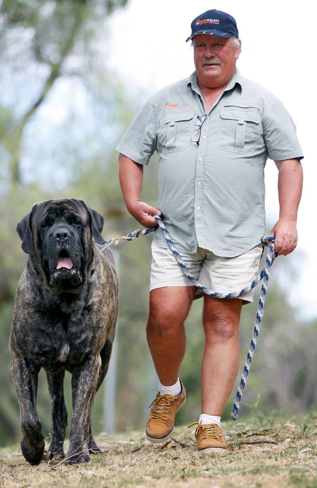 Australia’s biggest dog Baron with his owner Mark York. Picture: Angelo Velardo