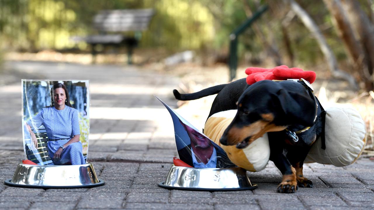 Eva the democracy sausage dog picks Liberal candidate James Stevens over Labor's Cressida O'Hanlon. Picture: Tricia Watkinson.