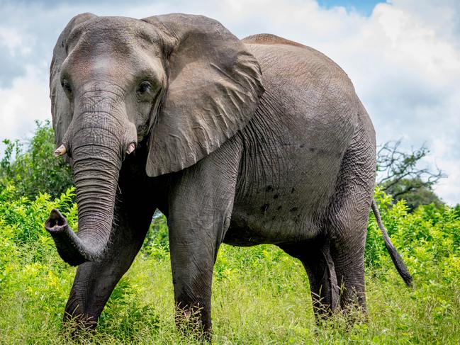 A suspected poacher has been killed by an elephant in South Africa.