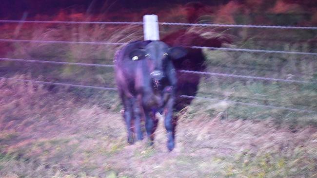 A medium-sized cow not only survived but also appeared to be largely uninjured after it was struck by a car on the Ingham-Forrest Beach Road in Hinchinbrook Shire about 6.30pm on Monday. The elderly driver of the car was hurt and taken to Ingham Hospital in a stable condition.