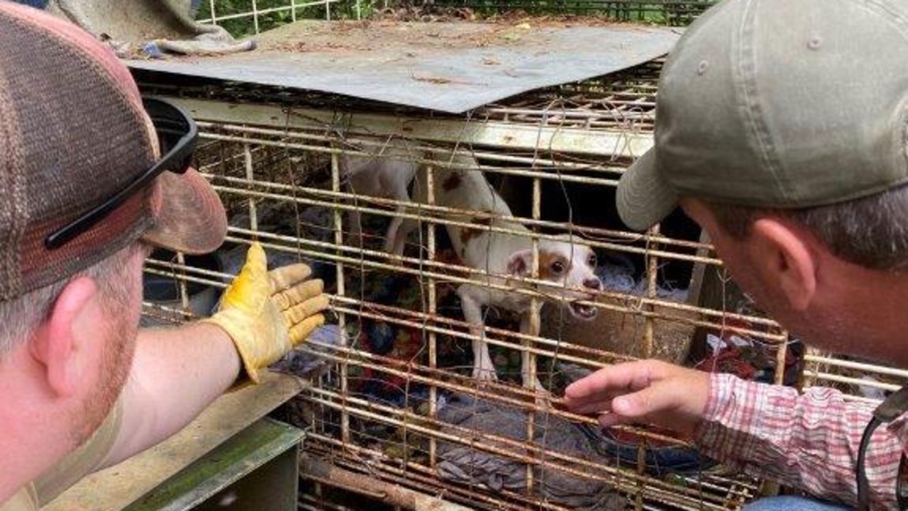 Dogs were found trapped in cages. Picture: Henry County Sheriff‘s Office