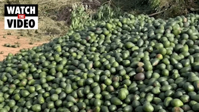 Tonnes of avocados dumped by farmers due to rising labour and shipping costs