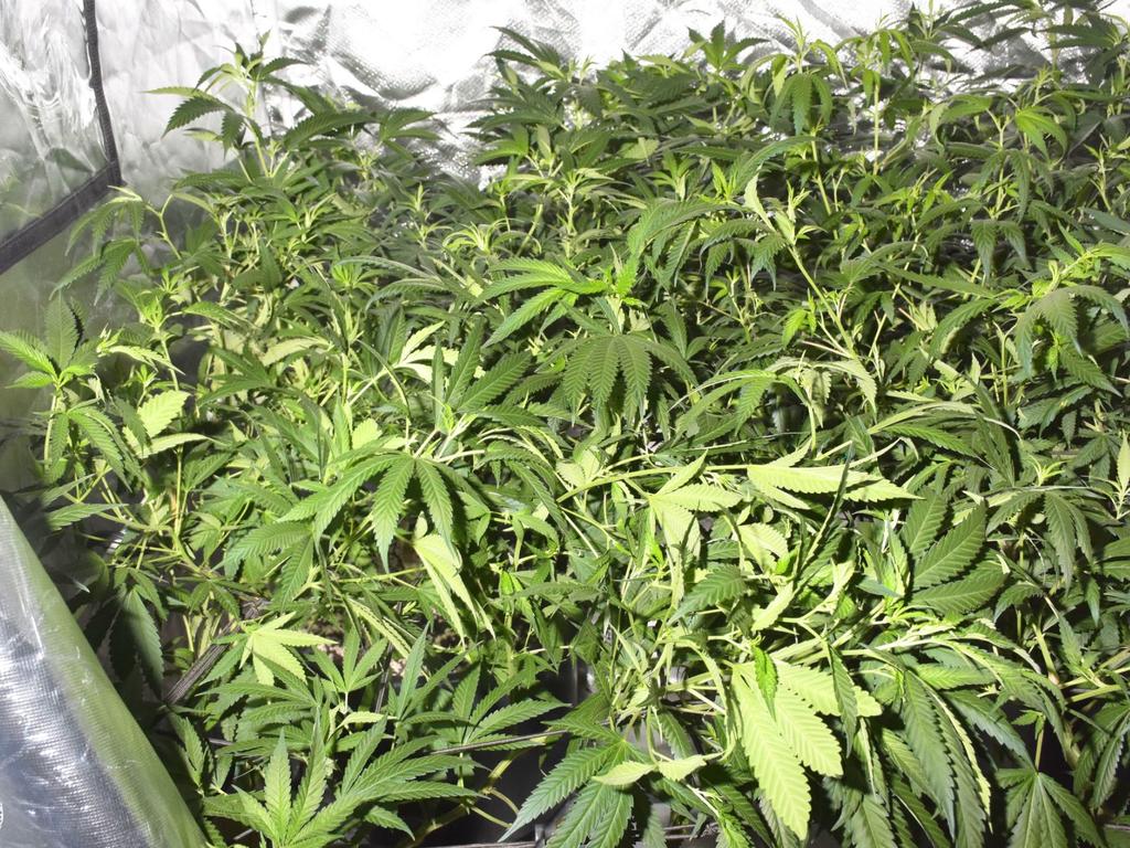 A 35-year-old man from the address was reported for cultivating a commercial trafficable amount of cannabis plants and for possessing firearms without holding a firearms licence. Picture: SA Police