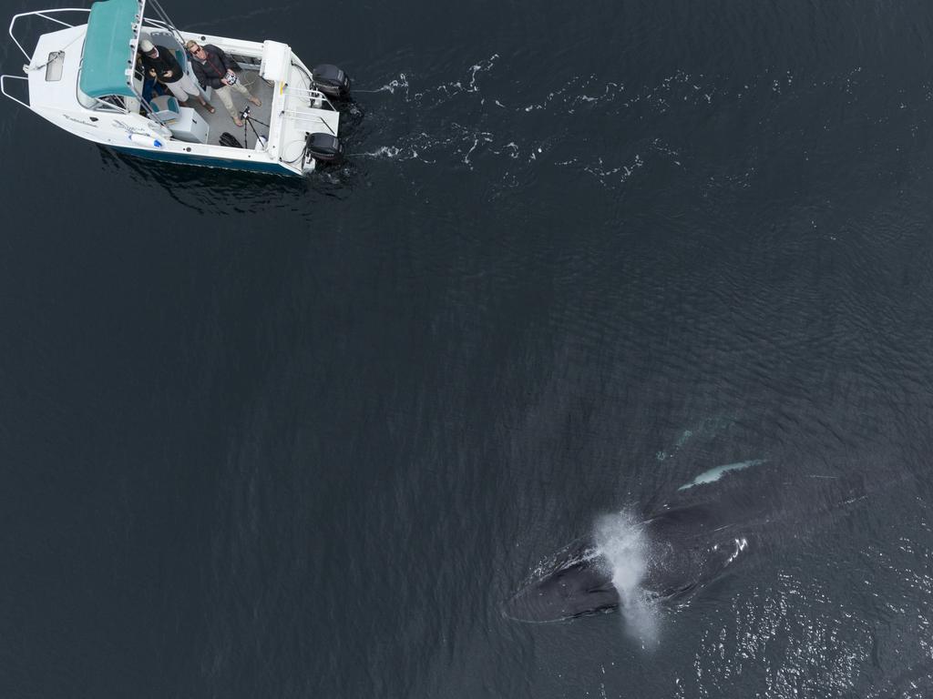 “At the time when they came up, I was not afraid at all but then one of the whales hit the boat, it actually lifted the front of the boat and that freaked me out. It was such a unique situation, it didn’t feel real at the start.” Picture: Craig Parry/Barcroft/Getty<br/>