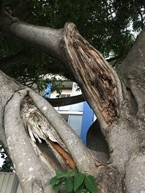 Damage to a Weeping Fig tree on Northgate Rd.