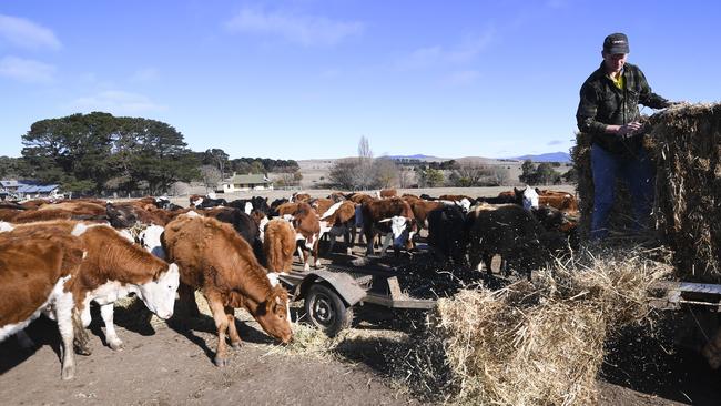 Farmer Edward Horan distributes hay to feed cattle on Bedervale farm near Braidwood, NSW. Picture: AAP