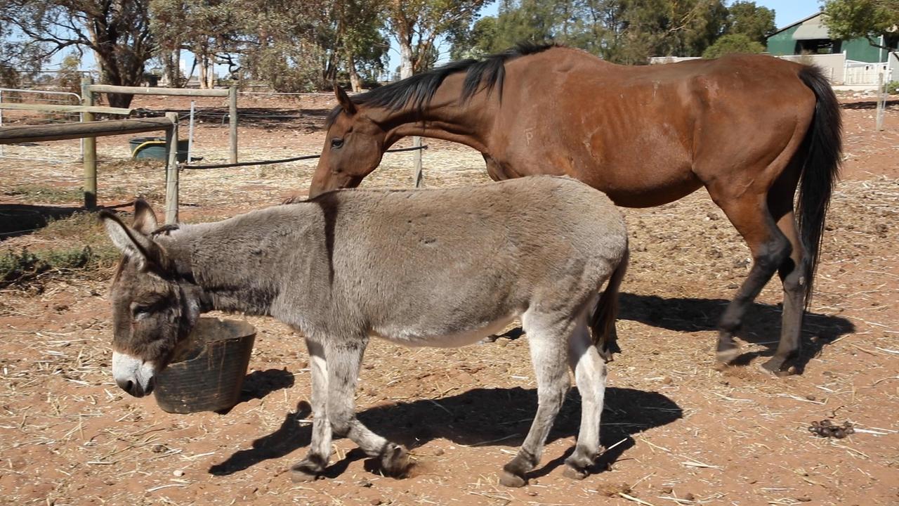 adelaide-hills-man-ill-treated-horse-and-donkey-avoids-jail-daily