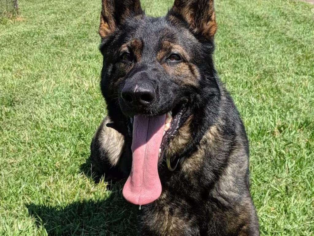 The NSW Police dog Xtra was among the two canines found dead. Picture: NSW Police Force