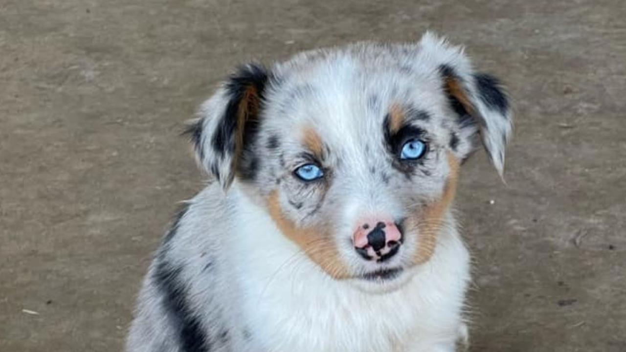 The top six cutest pups who rounded out Chinchilla's cutest dogs of 2023. Picture: contributed