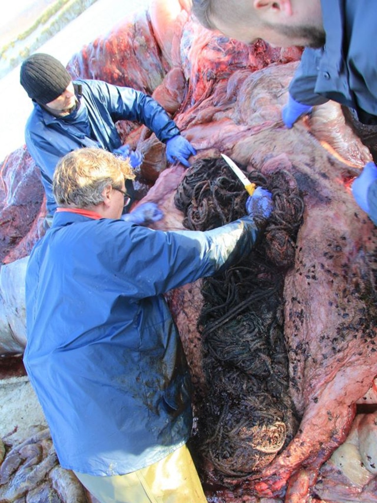 Beached Sperm Whale Found De