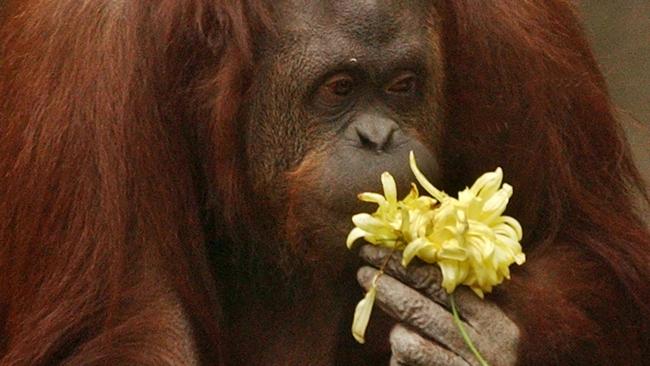 21/09/2004 Sandra, a female orangutan, smells a flower at the Buenos Aires Zoo, as the spring season begins in the Southern hemisphere.