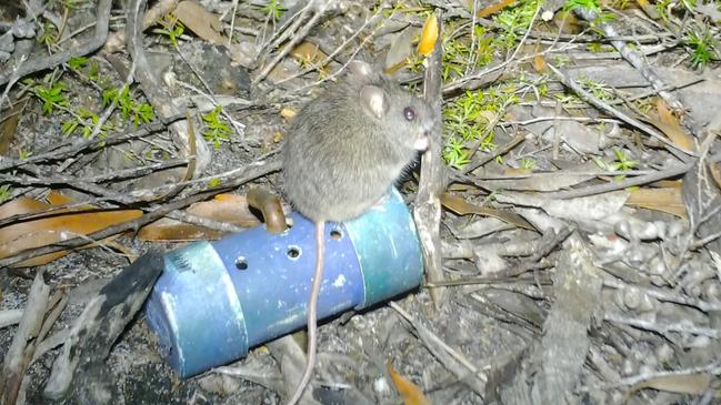 The recently detected New Holland mouse. Picture: DPIPWE