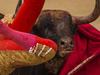 Spanish bullfighter Jimenez Fortes, is tossed by a Los Chospes ranch fighting bull during a bullfight at Las Ventas bullring in Madrid, Spain, Tuesday, May 20, 2014. Bullfighting is a traditional spectacle in Spain and the season runs from March to October. (AP Photo/Andres Kudacki)