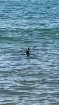 Cassowary swimming at Bingil Bay