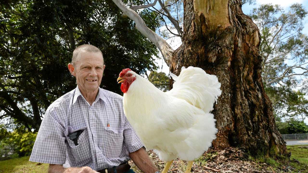 Feathers set to fly at Lismore poultry auction | Daily Telegraph