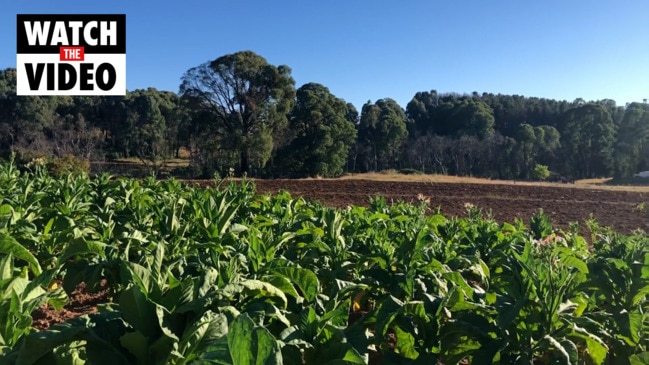 ATO tobacco seizure