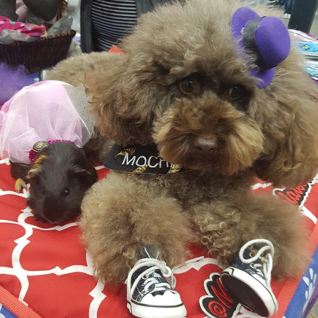 MOCHA: Cute couple alert! Celeb canine @Mocha_ToyChocolatePoodle finds a fashionable friend.