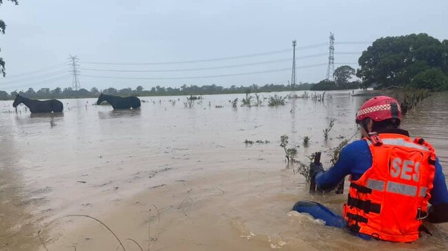 SES volunteers rescued horses, cattle, cats and dogs from the floodwater. Picture: SES.