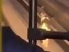 Fur-midable obstacle brings O-Bahn to hilarious crawl