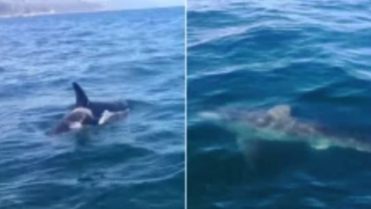 Killer whales circle Great White Shark off South Africa in video | news