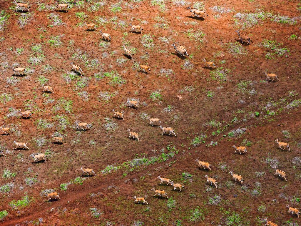 A large herd of eland antelopes in Chyulu Hills, eastern Kenya. Picture: Michael Poliza/Caters News