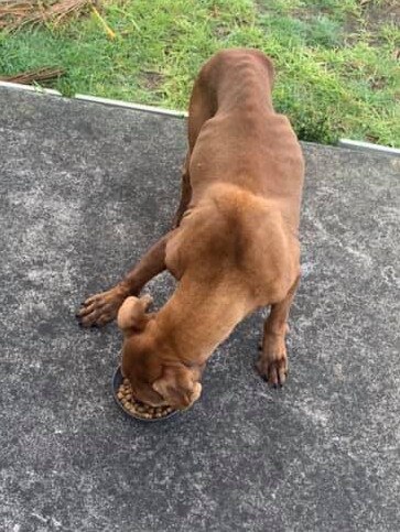 A starving dog was found rummaging through a front yard in Seaford.