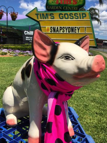 Pig supports NewsLocal’s community photo event #SnapSydney.