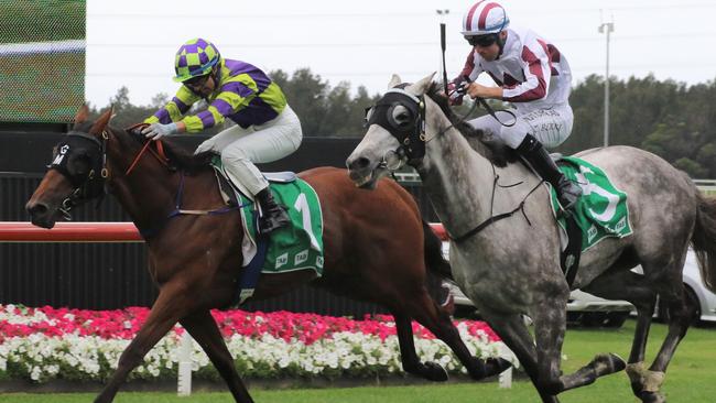 Point Counterpoinnt (left) looks a good chance at Ballina on Friday. Picture: Grant Guy