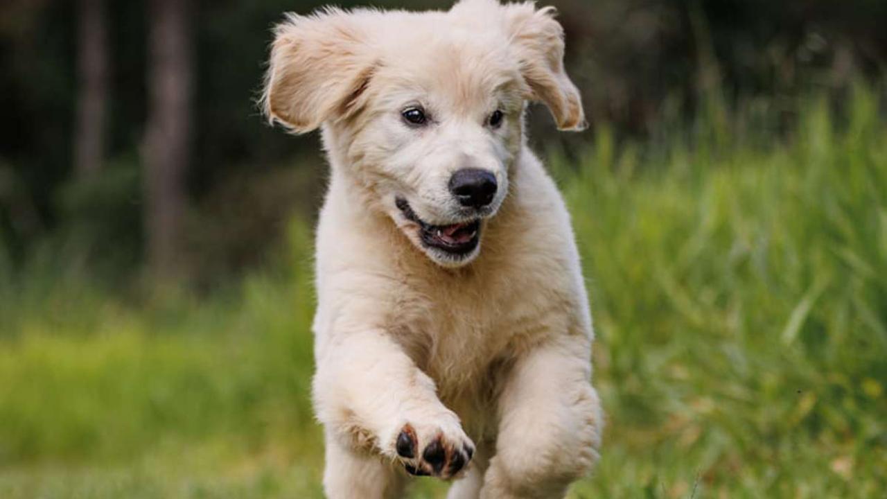 Announcing Uno, the winner of The Gympie Times cutest summer puppy of 2023. Nominated by Rachel Ritter.