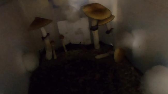 Police seized 46.3 kilograms of magic mushrooms. The haul has an estimated street value of $700,000.