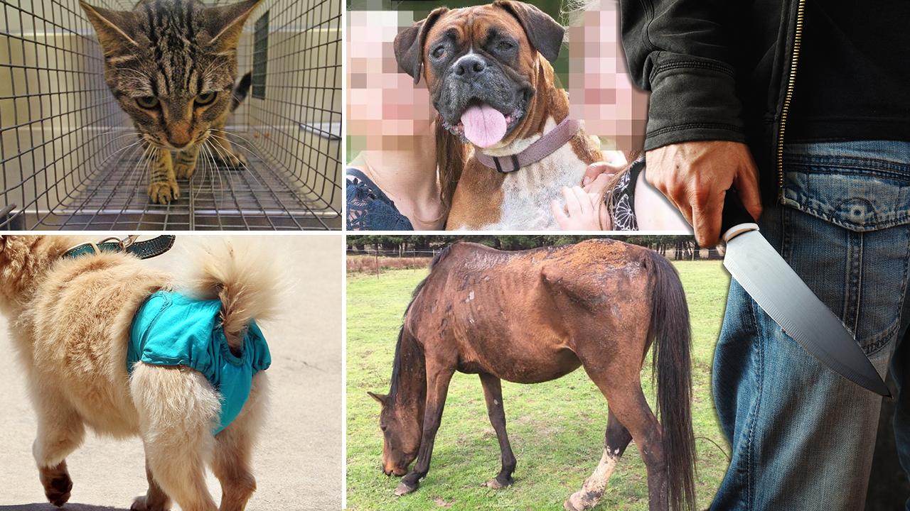 Animal cruelty Melbourne Pet attacks starved horses Herald Sun