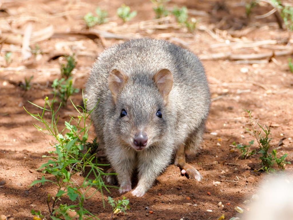 The forests are home to a number of endangered species, including the woylie. Picture: Supplied