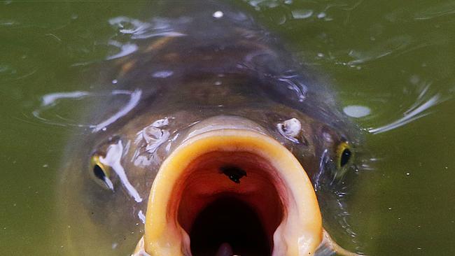 Hundreds of fish including carp have died in water polluted by a factory fire. Picture: Michael Probst