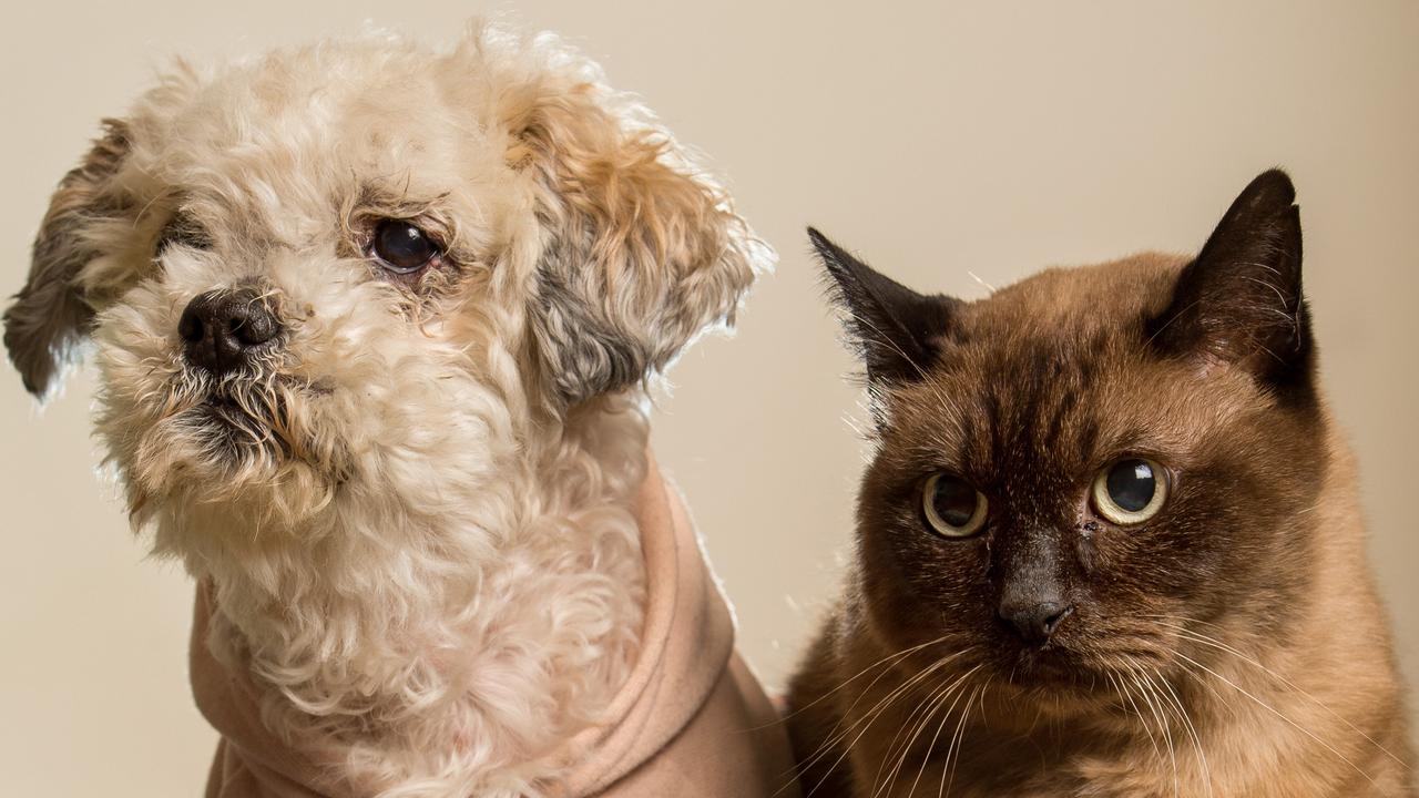 Fagin the 10 year old three legged Burmese cat and Franya, the 10 year old Maltese X, are inseparable friends.Picture: Jay Town