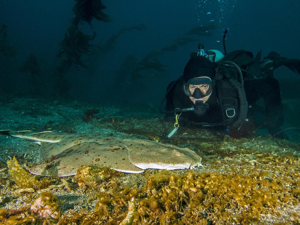A diver encounters a rare angel shark in the Channel Islands.