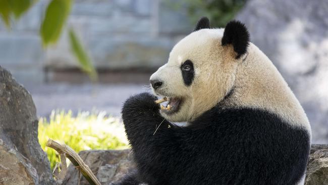 Giant Panda Xing Qiu makes his public debut at Adelaide Zoo. 21st January 2025 Picture: Brett Hartwig