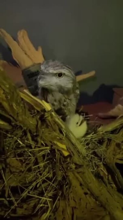 Elusive baby tawny frogmouth being raised at the Alice Springs Desert Park