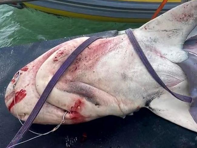 The captured tiger shark on the deck of a boat. Picture: 9NEWS