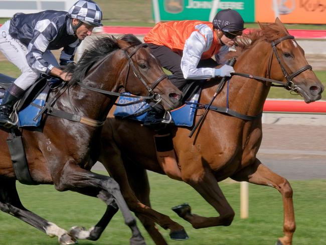 2019 Melbourne Cup winner Vow and Declare ridden by Craig Williams ( front horse) and Russian Camelot ridden by Damien Oliver ( on left) hit the track at Geelong Racing Club .Picture: Mark Wilson