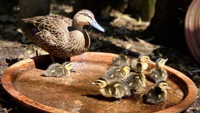 In December, this family of ducks was killed by a cat which broke into an enclosure at Minton Farm. Picture: Bev Langley