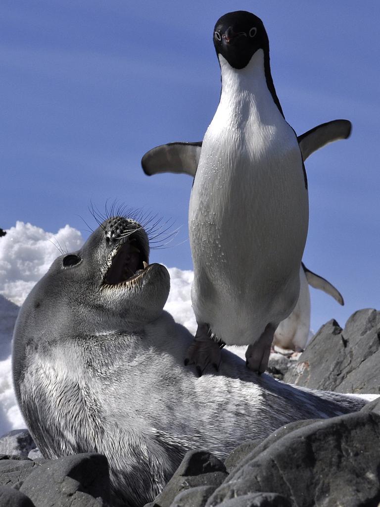 ‘Adelie Assault’ by Ledite/Photocrowd.com ... Location: Antarctic Peninsular.