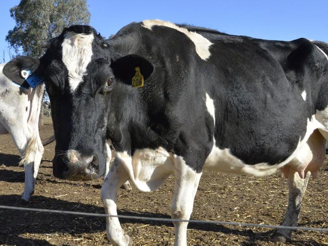 Dairy farm, cows, cattle, ruralPhoto:  Bev Lacey / The Chronicle